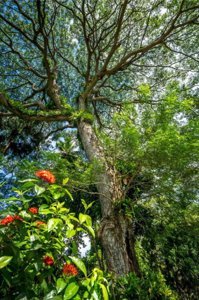 Slider_Jardin botanique
