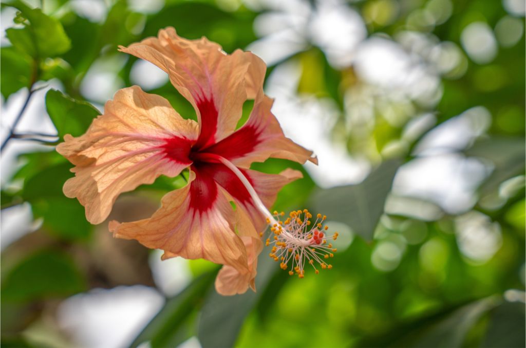 jardin-botanique-trio-3